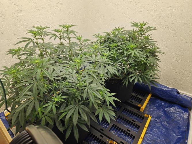 Miracle Grow Soil Indoor. Week 2