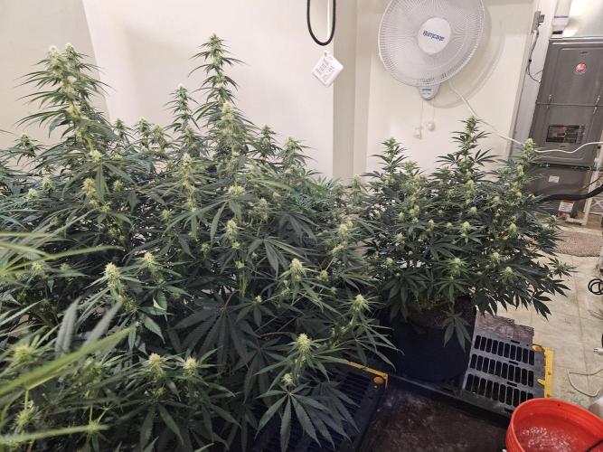 Miracle Grow Soil Indoor. Week 3