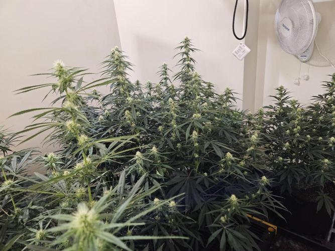 Miracle Grow Soil Indoor. Week 3