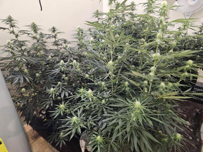 Miracle Grow Soil Indoor. Week 3