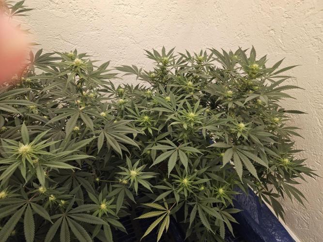 Miracle Grow Soil Indoor. Week 3