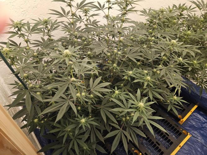 Miracle Grow Soil Indoor. Week 3