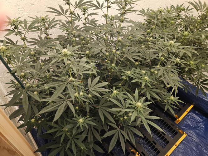 Miracle Grow Soil Indoor. Week 3