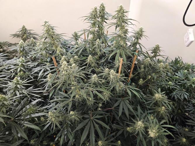 Miracle Grow Soil Indoor. Week 4