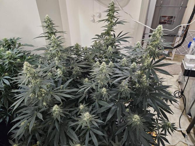 Miracle Grow Soil Indoor. Week 4