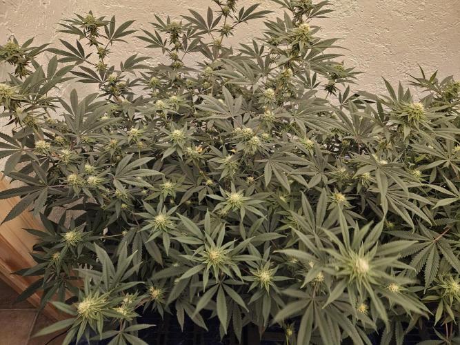 Miracle Grow Soil Indoor. Week 4