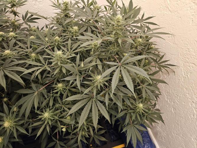 Miracle Grow Soil Indoor. Week 4