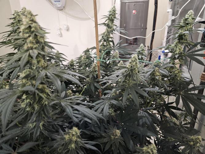 Miracle Grow Soil Indoor. Week 5
