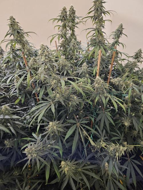 Miracle Grow Soil Indoor. Week 5