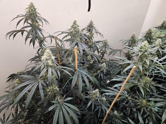 Miracle Grow Soil Indoor. Week 5