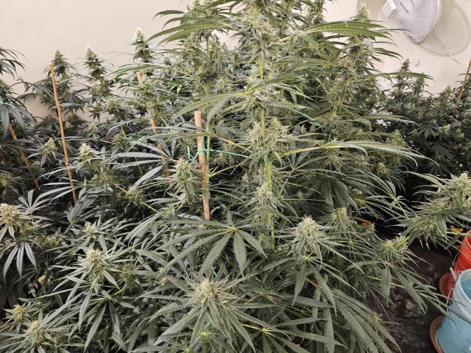 Miracle Grow Soil Indoor. Week 5
