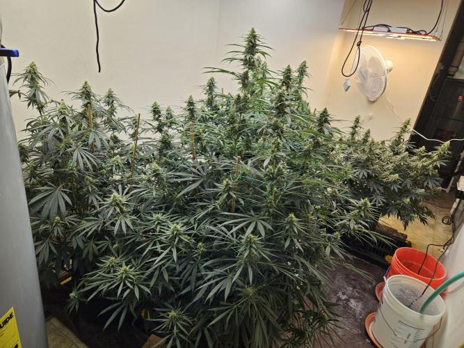 Miracle Grow Soil Indoor. Week 5