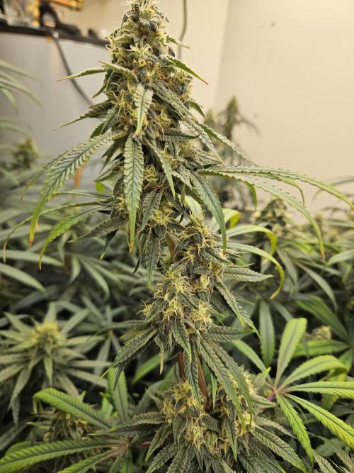 Miracle Grow Soil Indoor. Week 5