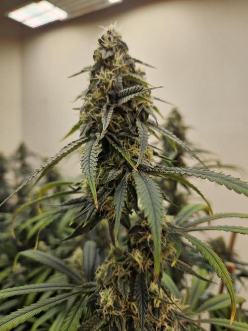 Miracle Grow Soil Indoor. Week 5