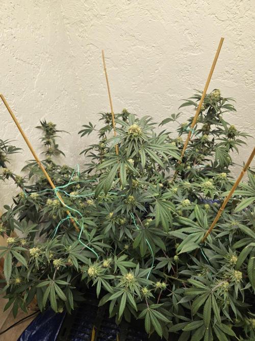 Miracle Grow Soil Indoor. Week 6