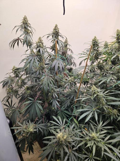 Miracle Grow Soil Indoor. Week 6