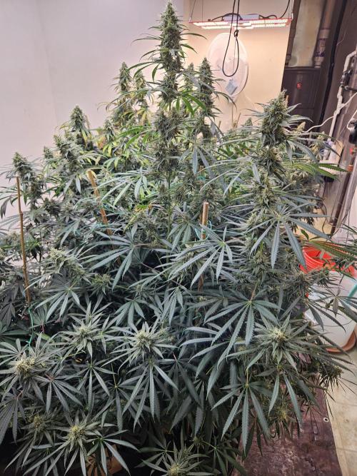 Miracle Grow Soil Indoor. Week 6