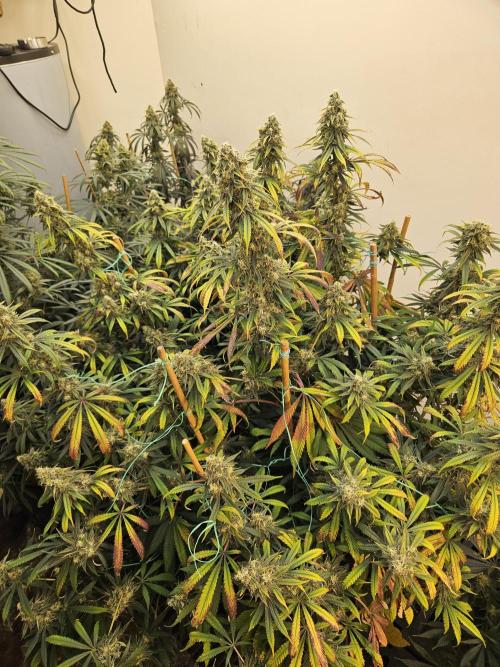 Miracle Grow Soil Indoor. Week 6 - This Cake Bomb is finishing way faster than the rest
