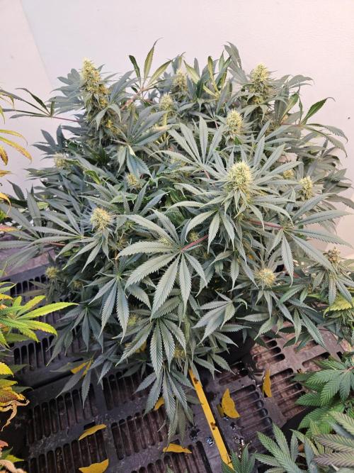 Miracle Grow Soil Indoor. Week 6