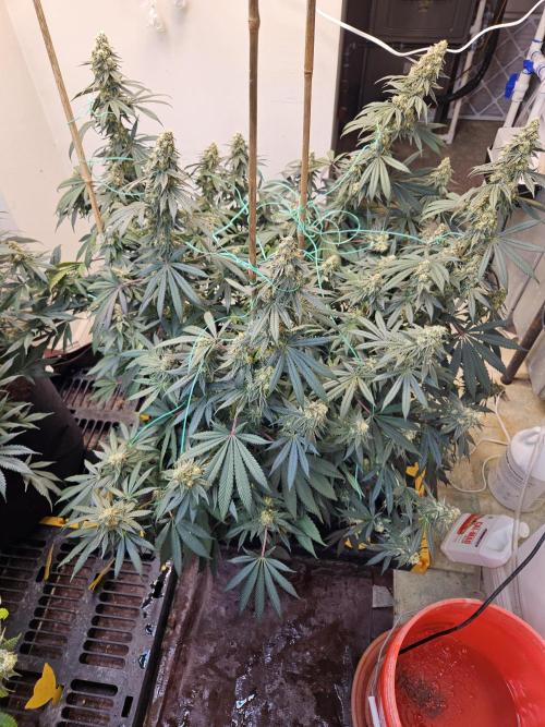 Miracle Grow Soil Indoor. Week 6