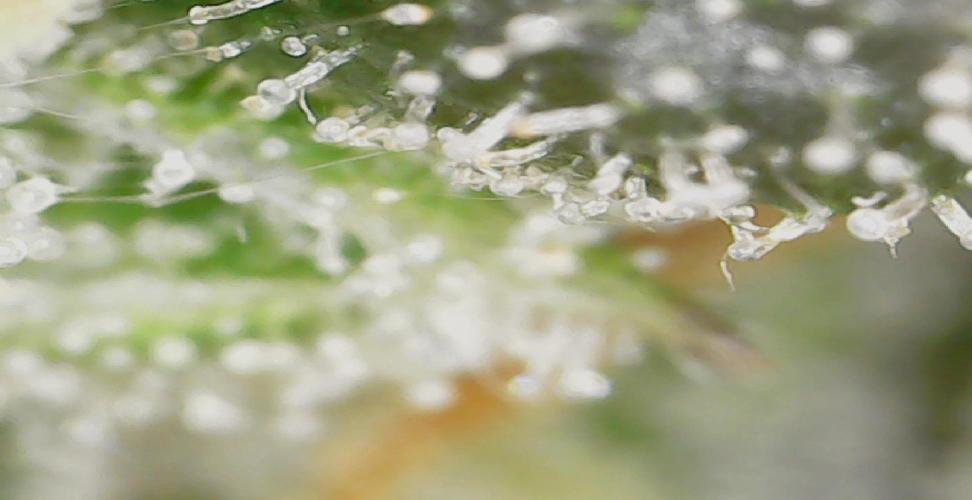 Miracle Grow Soil Indoor. Week 6