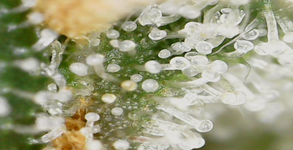 Miracle Grow Soil Indoor. Week 6 - Tric from the Cake Bomb