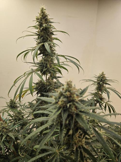 Miracle Grow Soil Indoor. Week 7
