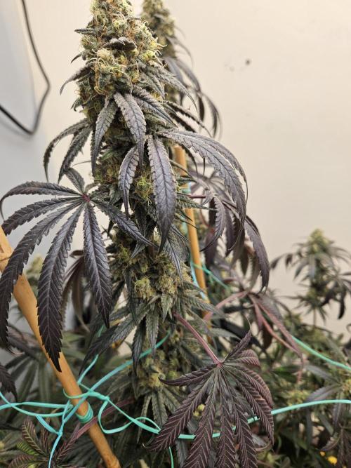 Miracle Grow Soil Indoor. Week 7