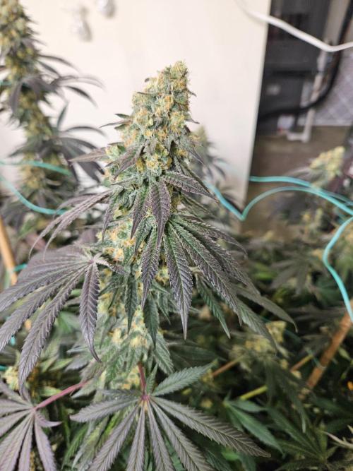 Miracle Grow Soil Indoor. Week 7