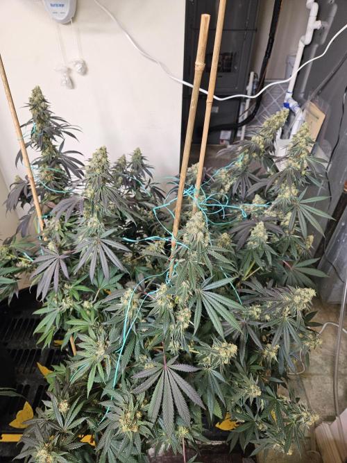 Miracle Grow Soil Indoor. Week 7