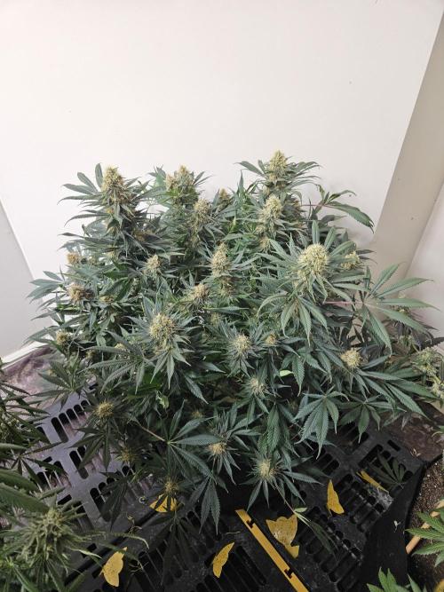 Miracle Grow Soil Indoor. Week 7