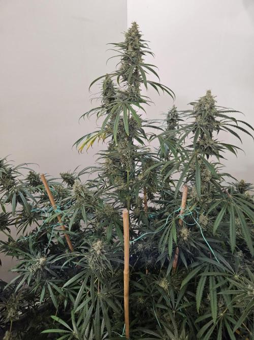 Miracle Grow Soil Indoor. Week 7