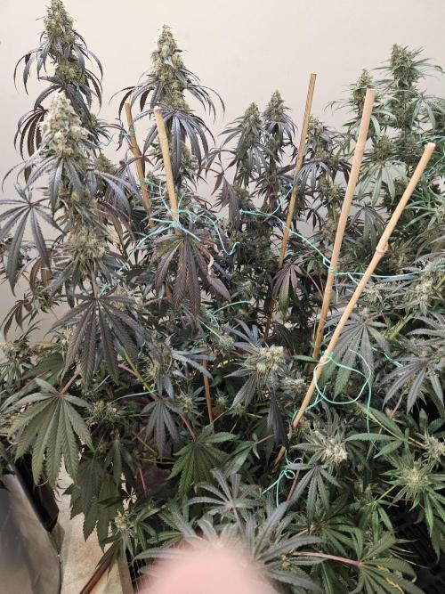 Miracle Grow Soil Indoor. Week 7