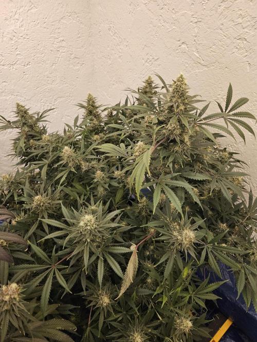 Miracle Grow Soil Indoor. Week 7