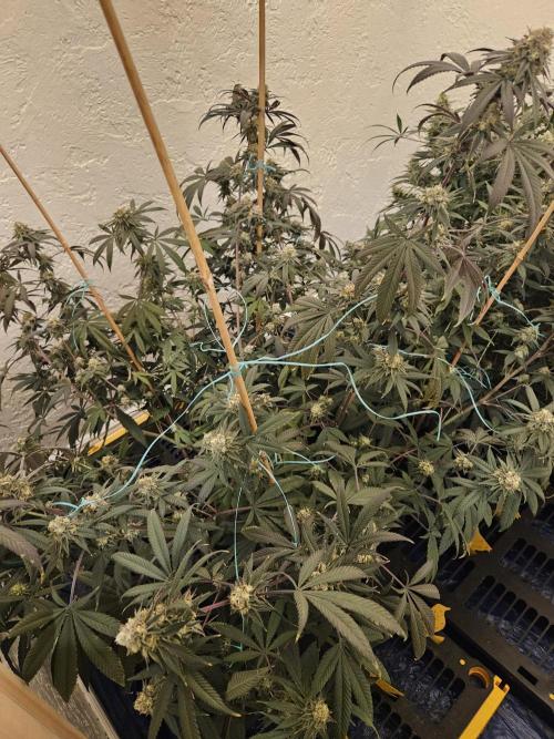Miracle Grow Soil Indoor. Week 7