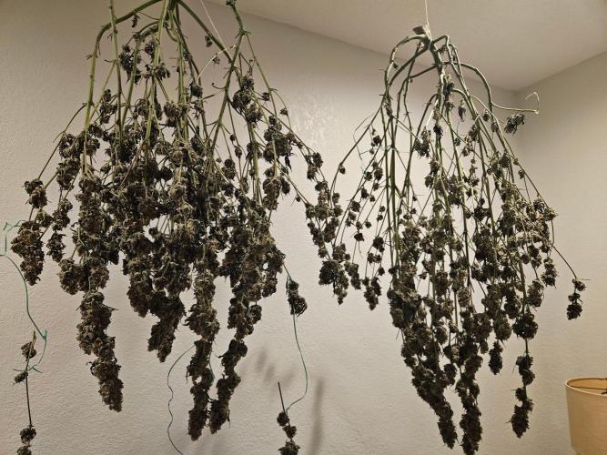 Miracle Grow Soil Indoor. Week 8 - Last 2 Cake bomb drying