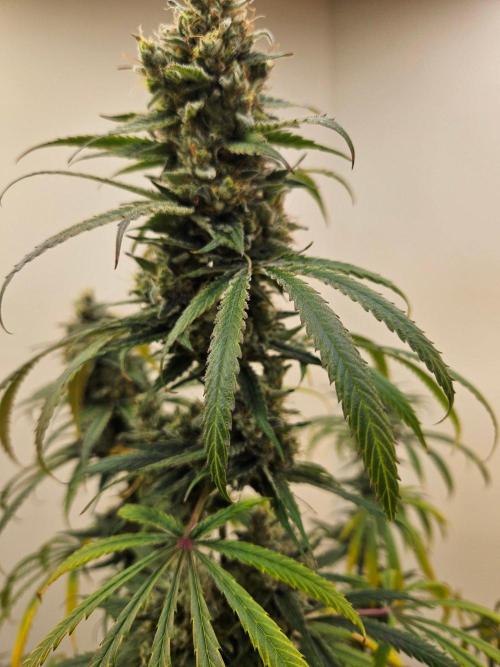 Miracle Grow Soil Indoor. Week 8 - Critical Mass close to finish