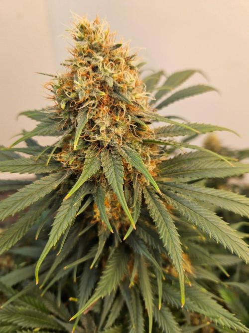 Miracle Grow Soil Indoor. Week 8 - Critical Mass close to finish