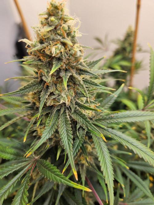 Miracle Grow Soil Indoor. Week 8 - Critical Mass close to finish