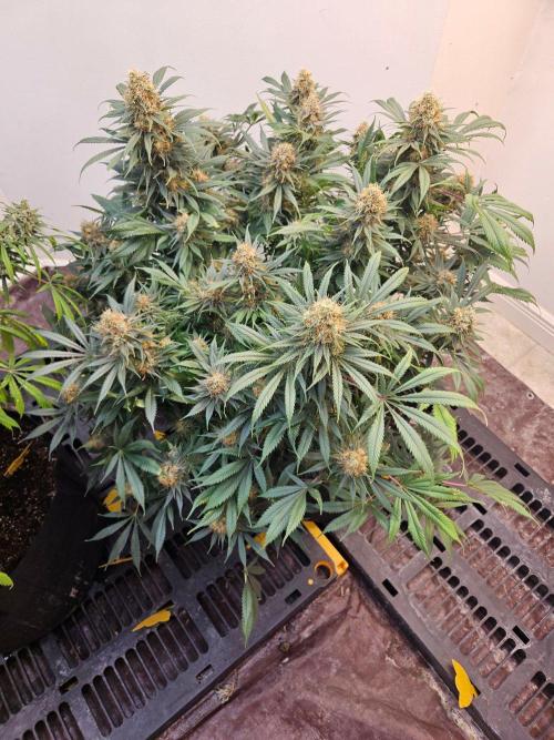 Miracle Grow Soil Indoor. Week 8 - Critical Mass close to finish
