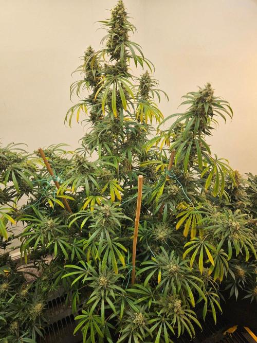 Miracle Grow Soil Indoor. Week 8 - Critical Mass close to finish