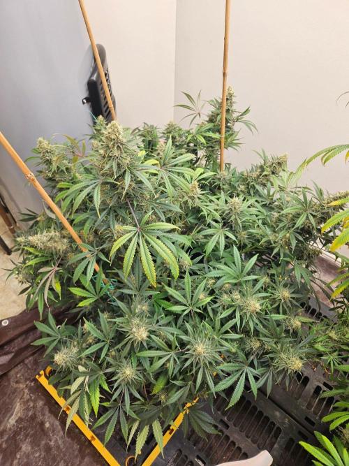 Miracle Grow Soil Indoor. Week 8 - Critical Mass close to finish