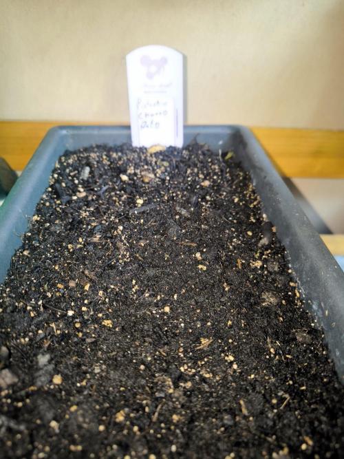 Fast buds vs Amnesia. Week 0 - Start Amnesia mal schauen ob 10l reichen 