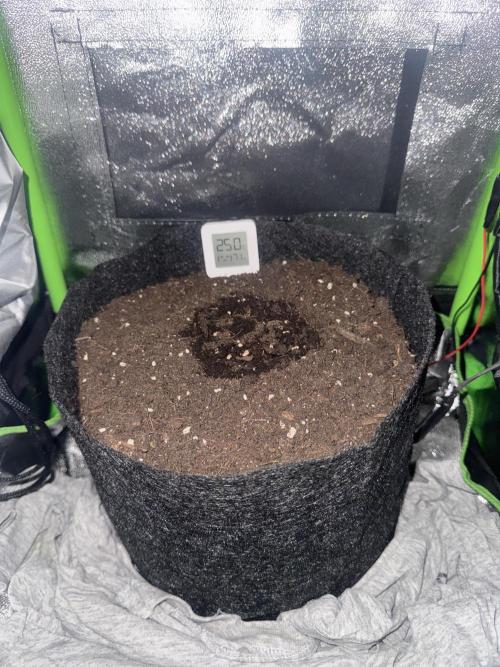 Auto Chronic. Week 0