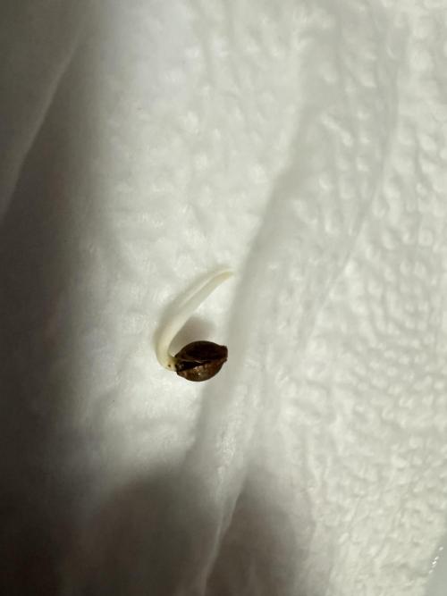 Gorill Cake Auto. Week 0