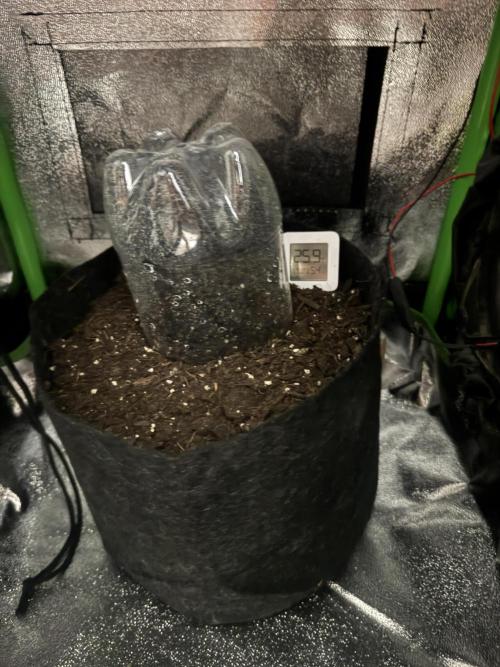 Auto Gorilla Cake. Week 0