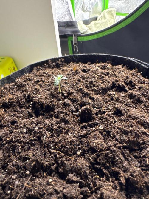 Gorill Cake Auto. Week 1 - 3 Day