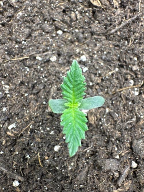 Gorill Cake Auto. Week 1 - 3 day