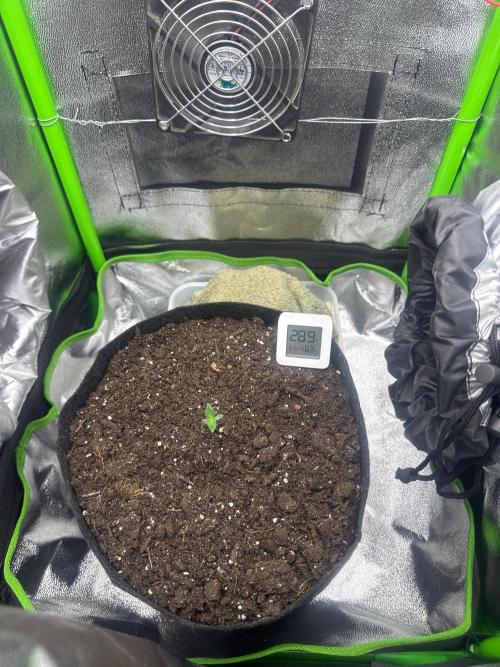 Auto Gorilla Cake. Week 1