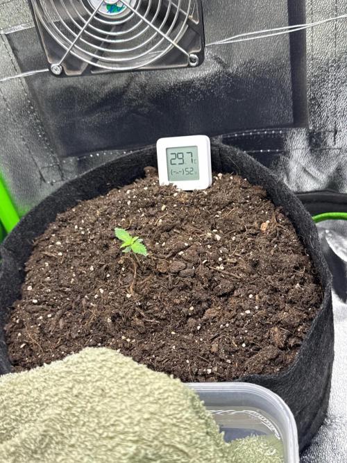 Gorill Cake Auto. Week 1 - 6 Day